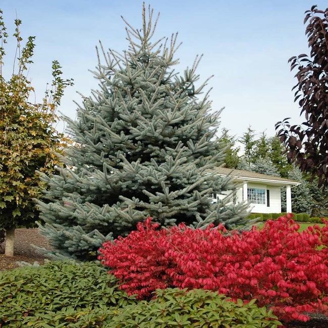 Molid argintiu "Fat Albert" 1.70 - 1.80 m / Picea pungens "Hoopsii"/ gradina-noastra