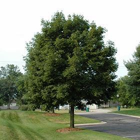 Artar "Pacific Sunset" 2.50 - 3.50 m / Acer "Warrenred" Pacific Sunset / gradina-noastra