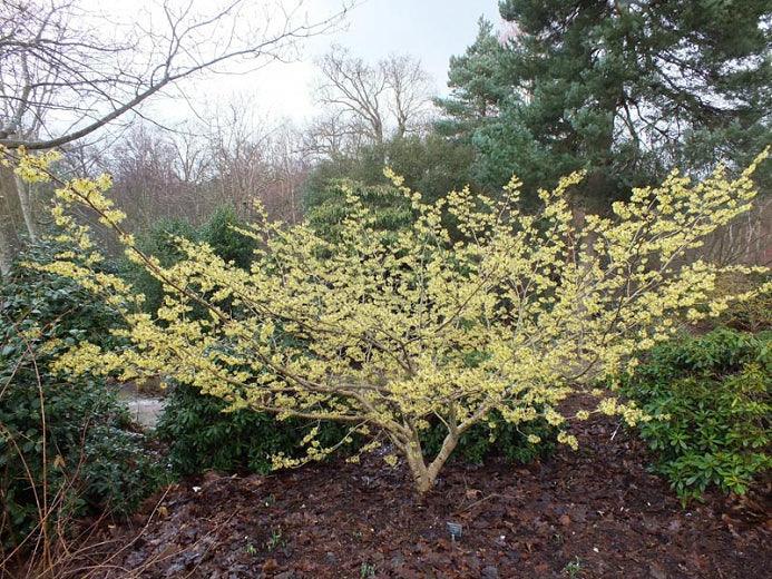 Nucul vrajitoarelor "Diane" 0.80 - 1.20 m / Hamamelis x intermedia"Diane"/ gradina-noastra