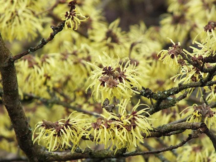 Nucul vrajitoarelor "Diane" 0.80 - 1.20 m / Hamamelis x intermedia"Diane"/ gradina-noastra