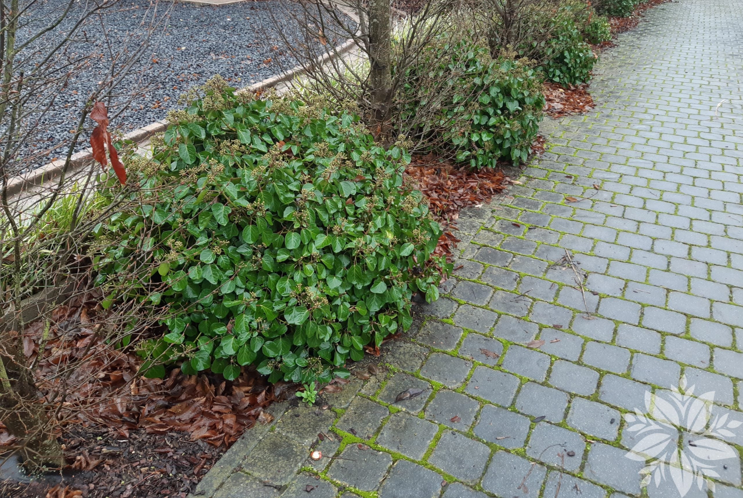 Iedera "Arborescens" 0.60 - 0.80 m / Hedera helix "Arborescens"/ by gradina-noastra