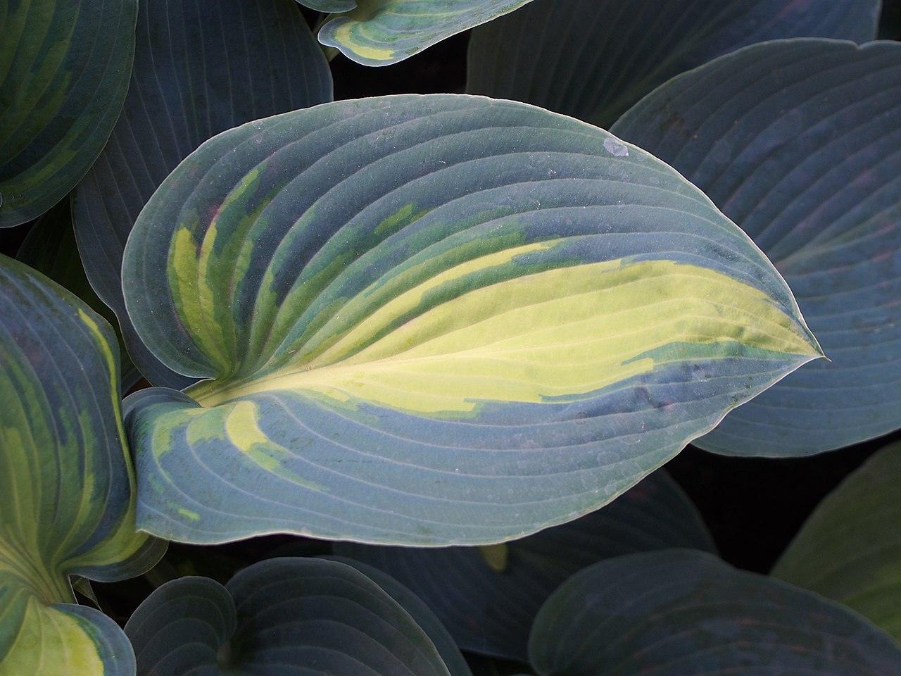 Hosta "Funkia June" Gradina Noastra