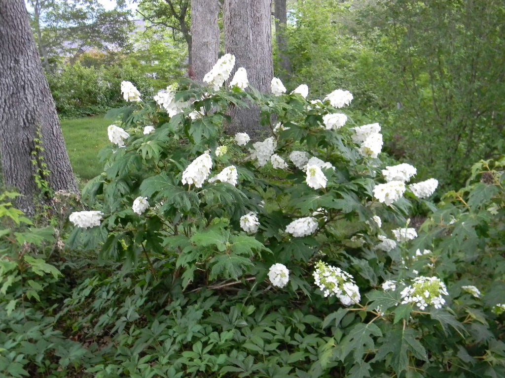 Hortensia "Quercifolia" 0.50 - 0.70 m / Hydrangea quercifolia/ by gradina-noastra