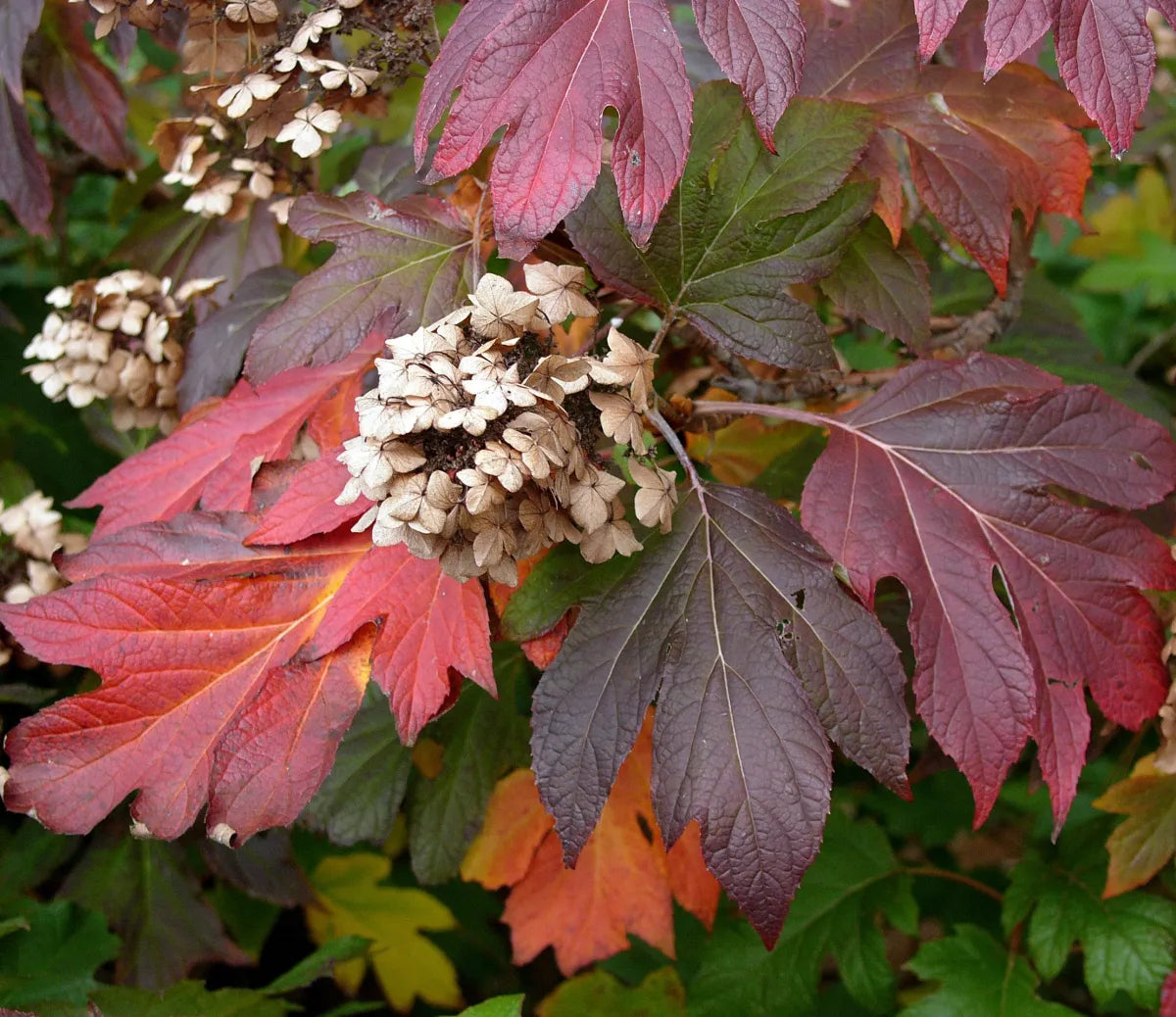 Hortensia "Quercifolia" 0.50 - 0.70 m / Hydrangea quercifolia/ by gradina-noastra