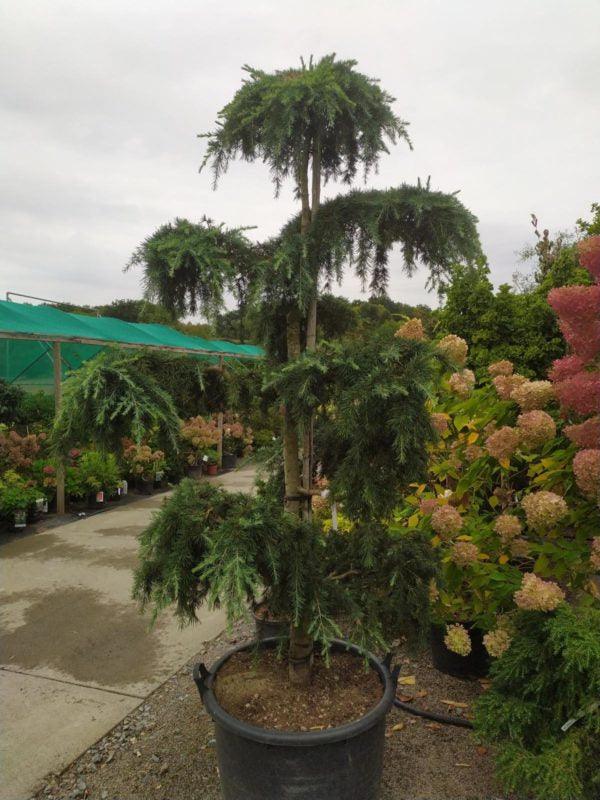 Cedru de Himalaya "Feelin Blue " Bonsai 2.00 - 2.50 m / Cedrus deodara "Feelin Blue"/ gradina-noastra