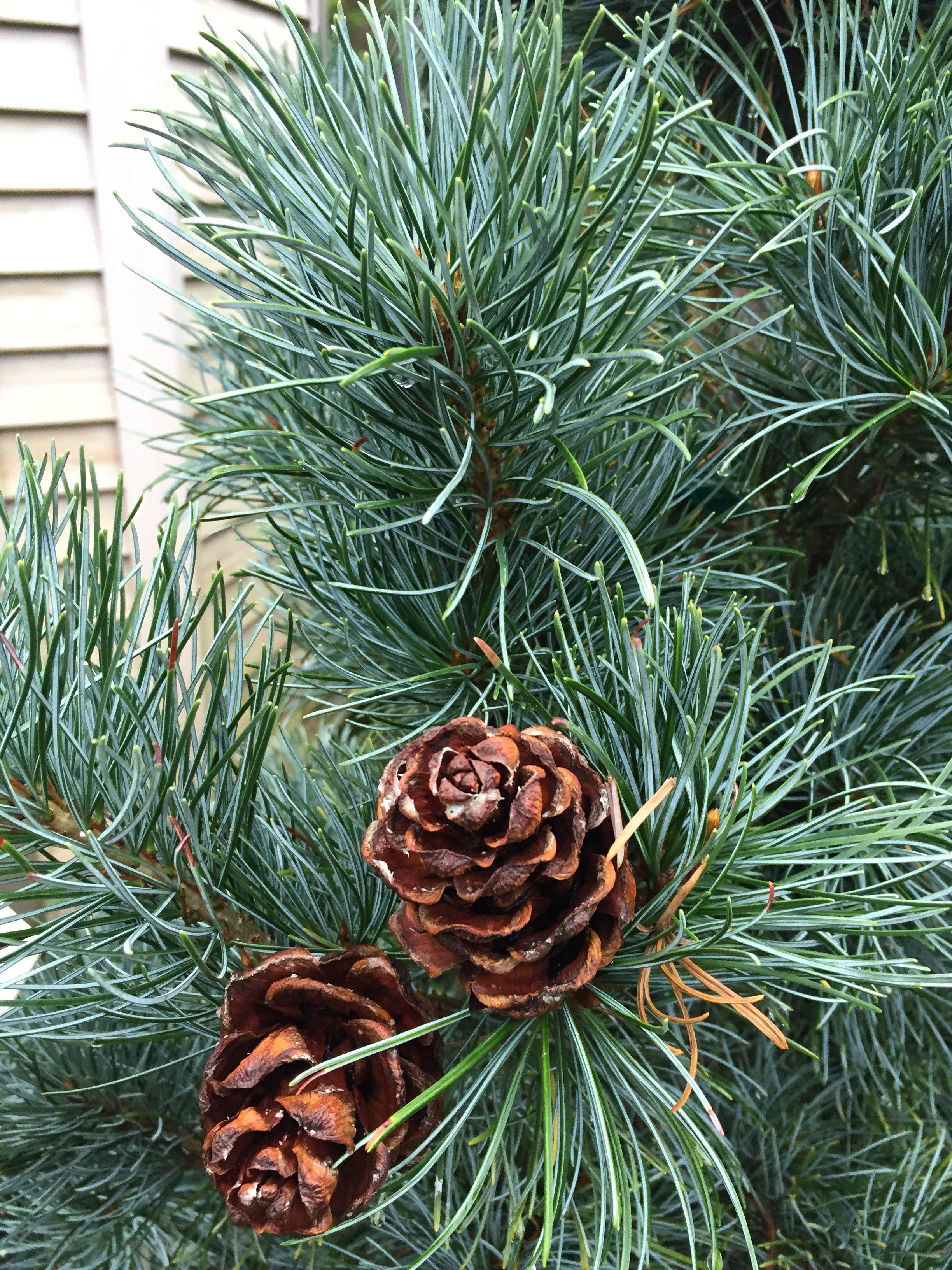 Pin alb japonez &quot;Blauer Engel&quot; 0.80 - 1.00 m / Pinus parvifolia &quot;Blauer Engel&quot;/ gradina-noastra