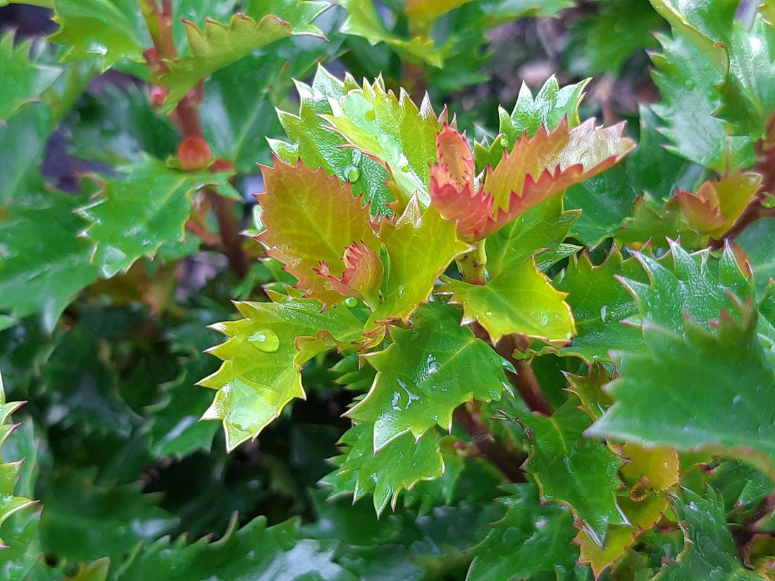 Ilex "Heckenstar" 1.00 -1.40 m / Ilex meserveae "Heckenstar"/ gradina-noastra
