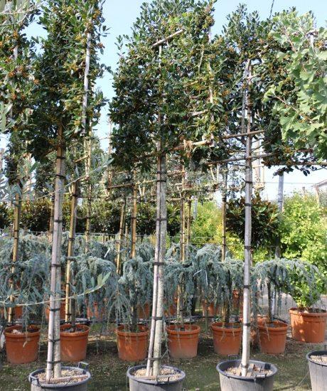 Ilex "Nellie R.Stevens" palier pe trunchi 3.00 - 3.50 m / Ilex mutchagara "Nellie R.Stevens"/ by gradina-noastra