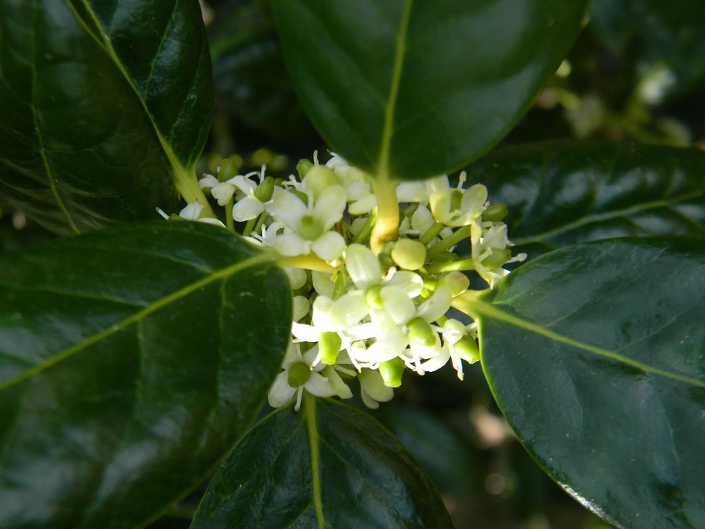 Ilex "Nellie R.Stevens" palier pe trunchi 3.00 - 3.50 m / Ilex mutchagara "Nellie R.Stevens"/ by gradina-noastra