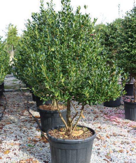 Ilex "Nellie R.Stevens" multitulpinal 1.50 - 1.75 m / Ilex mutchagara "Nellie R.Stevens"/ gradina-noastra