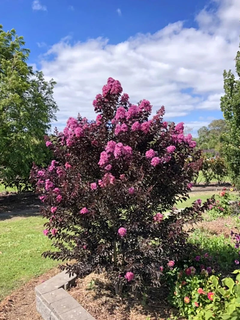 Liliac Indian "Black Diamond Best Red" 1.20 - 1.40 m / Lagerstroemia Indica "Black Diamond Best Red" / gradina-noastra