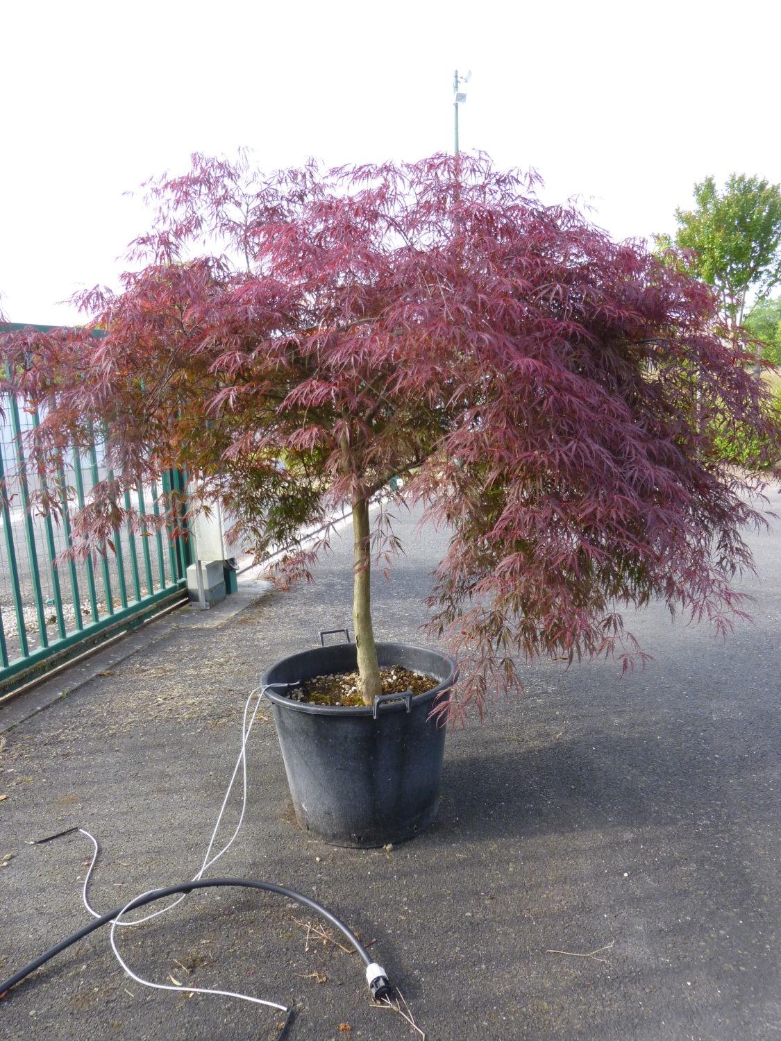 Artar japonez "Inaba Shidare" 1.70 - 2.00 m / Acer palmatum dissectum "Inaba Shidare"/ gradina-noastra