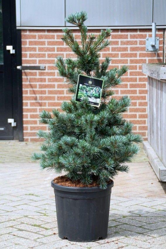 Pin alb japonez "Blauer Engel" 0.80 - 1.00 m / Pinus parvifolia "Blauer Engel"/ gradina-noastra