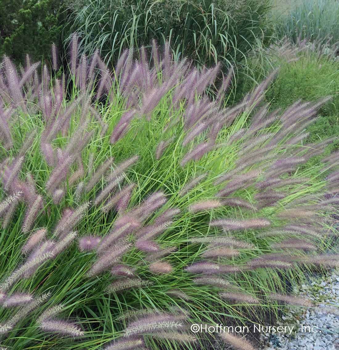 Pennisetum alopecuroides "Red Head" 0.10 - 0.20 m by gradina-noastra