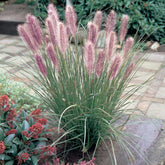 Pennisetum alopecuroides "Red Head" 0.10 - 0.20 m by gradina-noastra