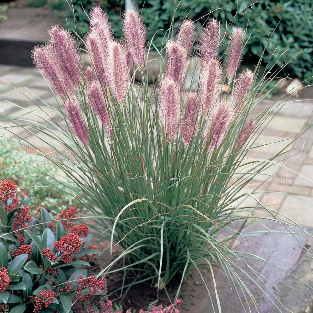 Pennisetum alopecuroides "Red Head" 0.10 - 0.20 m by gradina-noastra