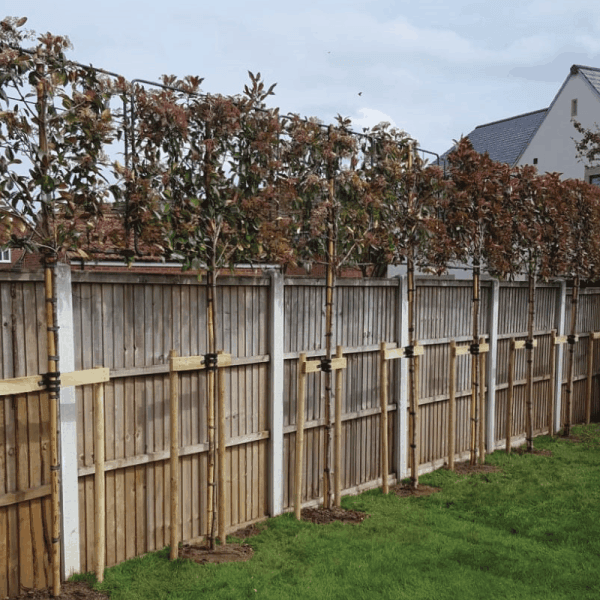 Photinia "Red Robin" palier 2.50 - 3.00 m / Photinia serrulata "Red Robin" / gradina-noastra