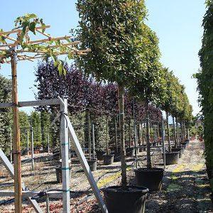 Photinia "Red Robin" palier 2.50 - 3.00 m / Photinia serrulata "Red Robin" / gradina-noastra