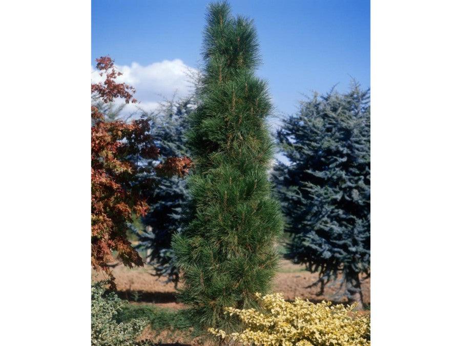 Pin negru "Green Tower" 0.50 - 0.70 m / Pinus nigra "Green Tower" / gradina-noastra