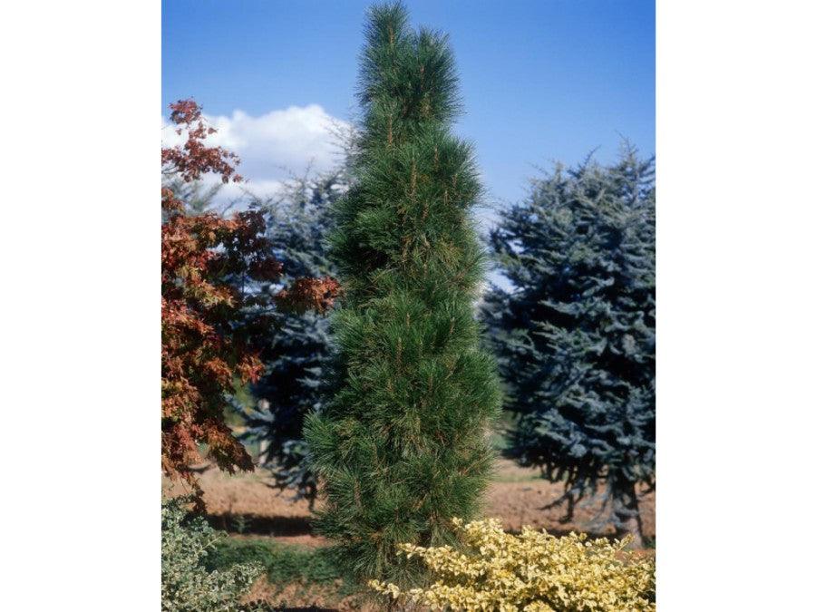 Pin negru &quot;Green Tower&quot; 0.50 - 0.70 m / Pinus nigra &quot;Green Tower&quot;  / gradina-noastra