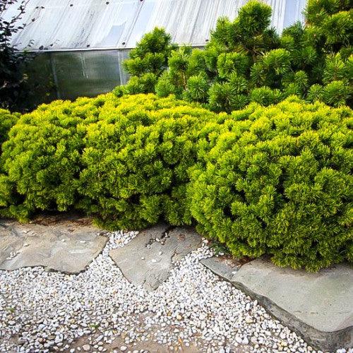 Pin pitic "Winter Gold" 0.40 - 0.60 m / Pinus mugo "Winter Gold" / gradina-noastra