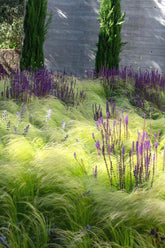 Stipa tenuissima "Pony Tails" Gradina Noastra