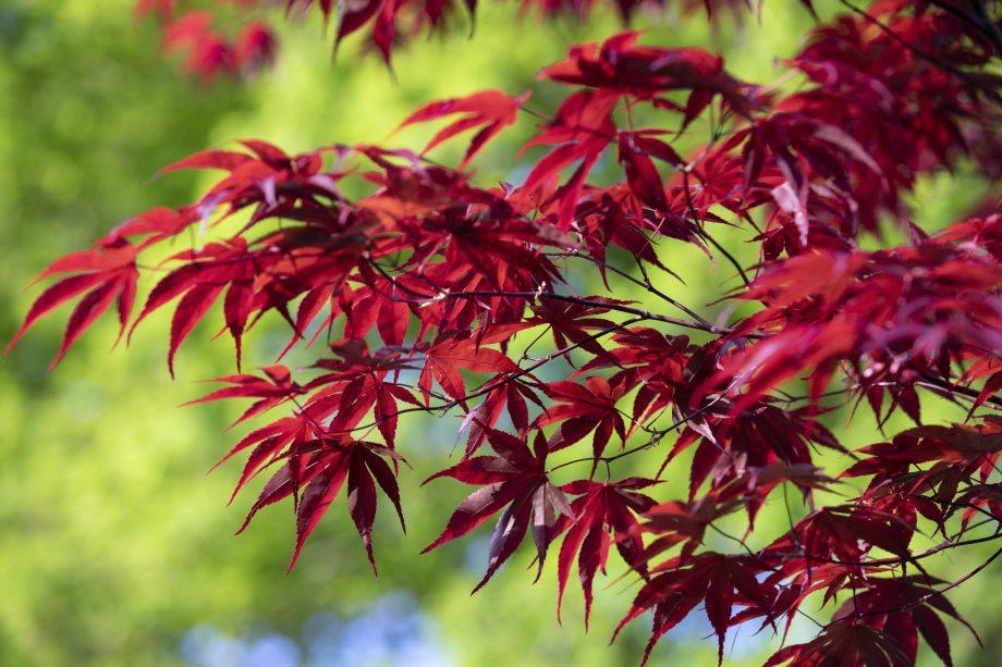 Artar japonez &quot;Fireglow 1.30 - 1.50 m / Acer palm &quot;Fireglow&quot; / gradina-noastra