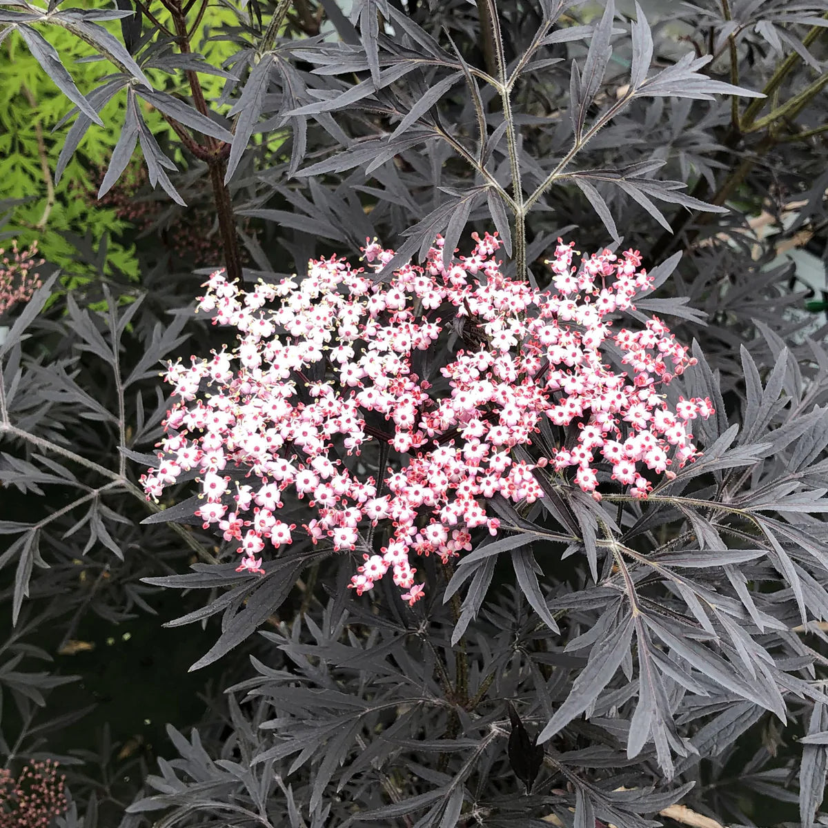 Soc "Black Lace" 0.80 - 1.20 m / Sambucus nigra "Black Lace"/ gradina-noastra