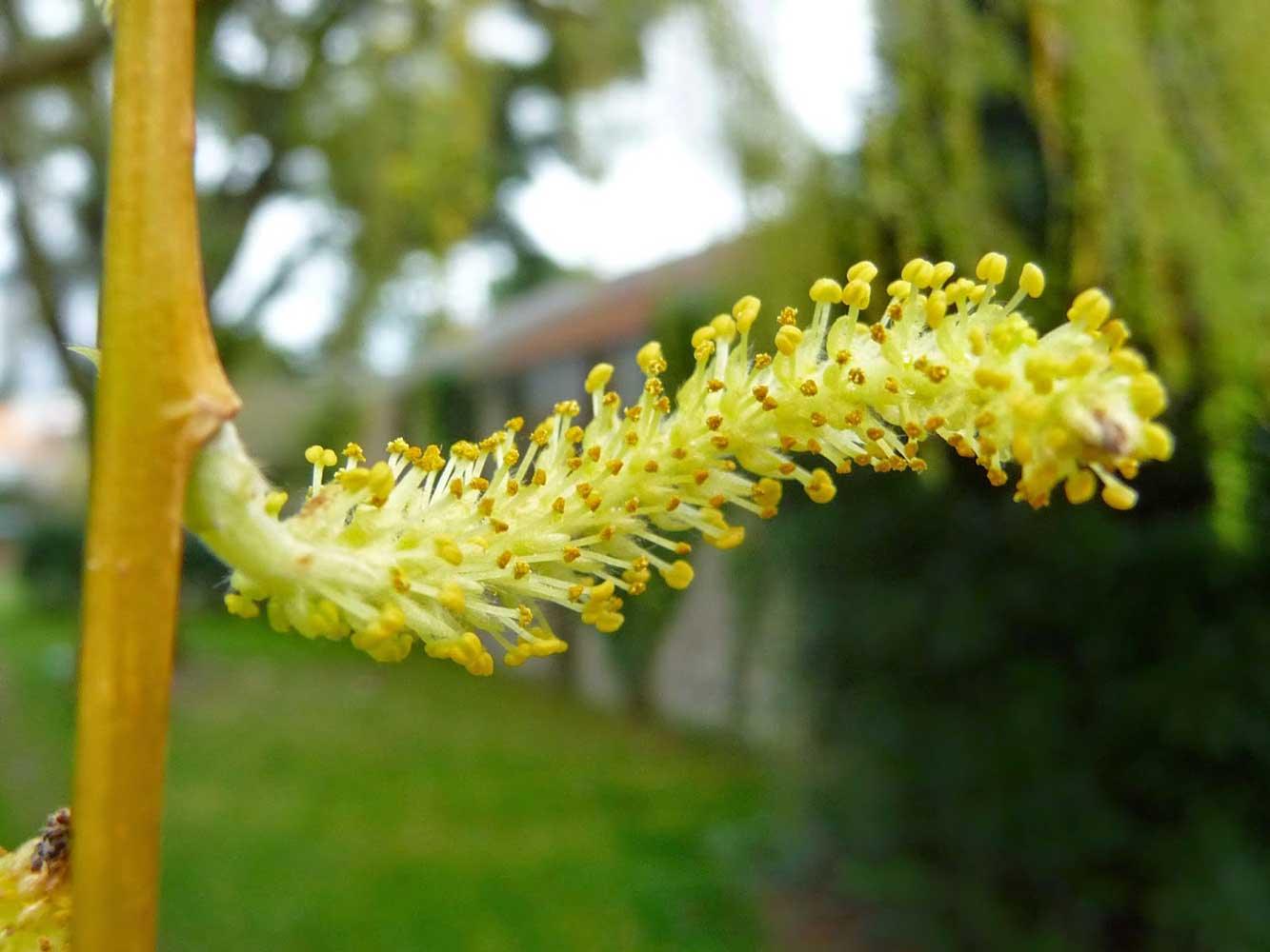 Salcie plangatoare "Aurea" 2.50 - 3.50 m / Salix babylonica "Aurea" / gradina-noastra