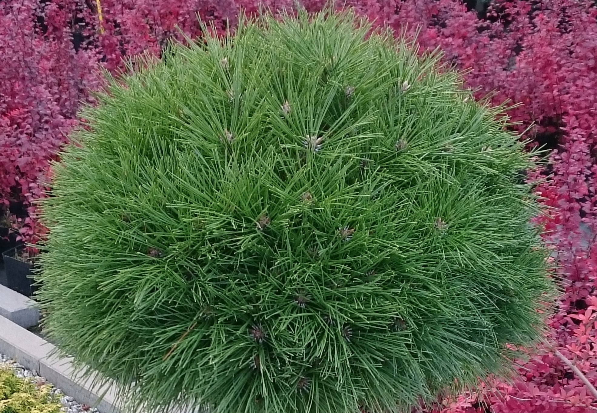 Pin rosu japonez "Low Glow" 0.80 - 1.00 m / Pinus densiflora "Low Glow" / by gradina-noastra