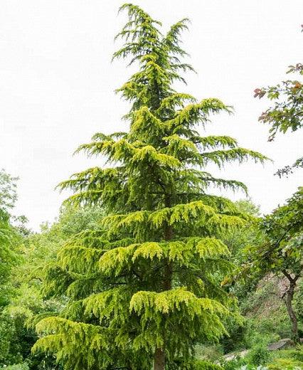 Cedru de Himalaya "Aurea" 1.75 - 2.00 m / Cedrus deodara "Aurea" / gradina-noastra