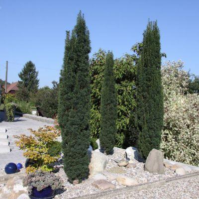 Tisa columnara 1.30 - 1.50 m / Taxus baccata "Fastigiata" / gradina-noastra