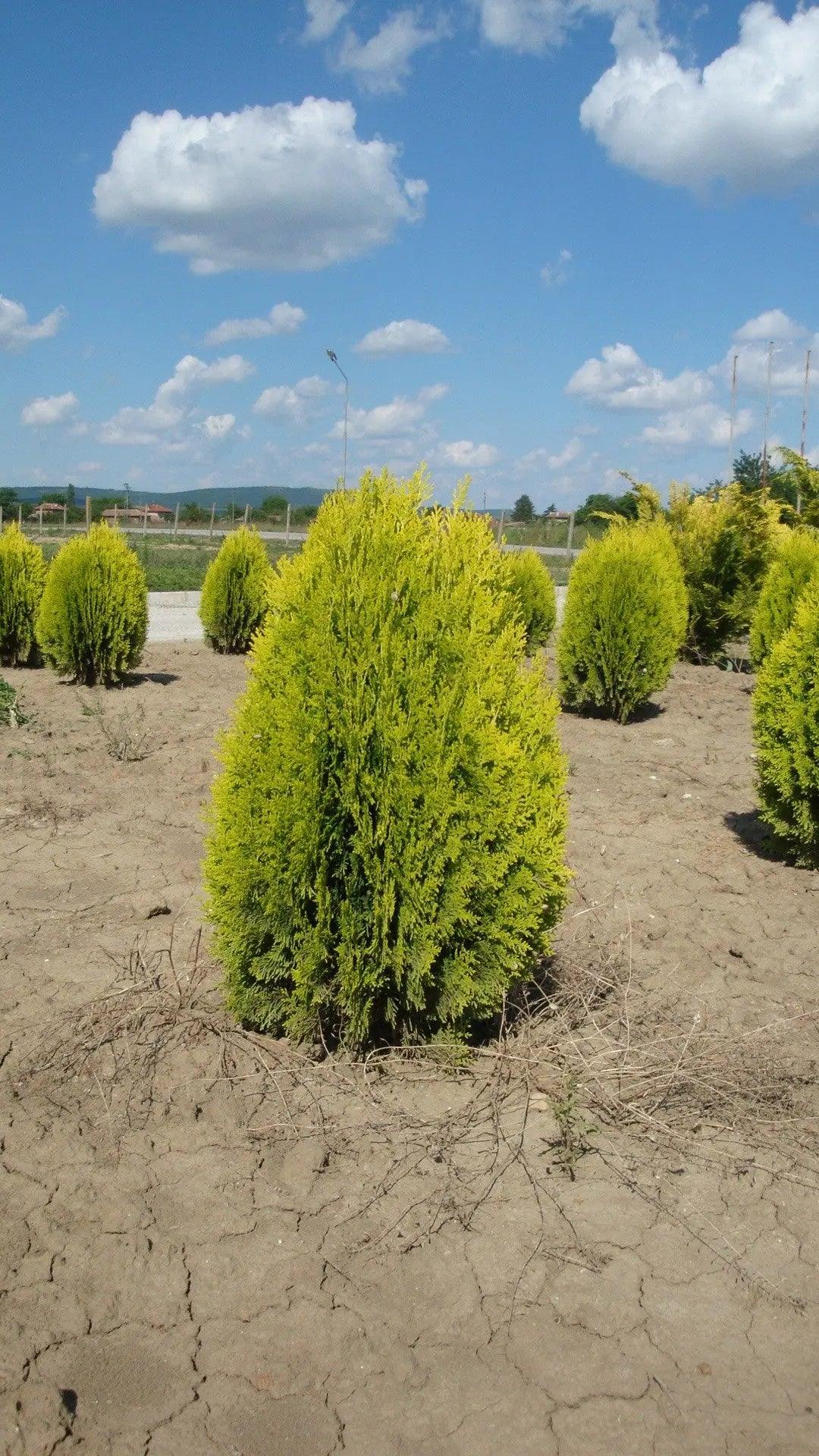 Tuia "Aurea Nana" 0.40 - 0.50 m / Thuja orientalis "Aurea Nana" / gradina-noastra