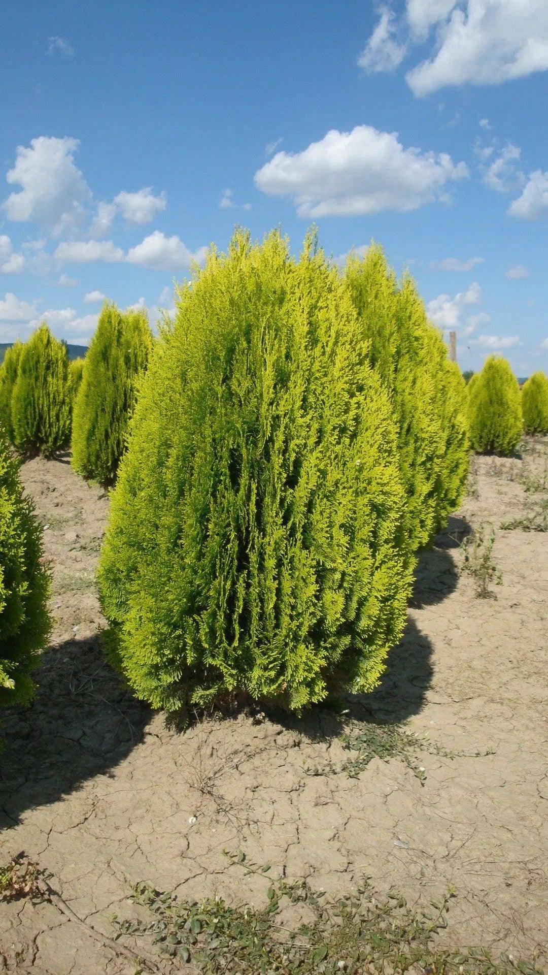 Tuia &quot;Aurea Nana&quot; 0.80 - 1.00 m / Thuja orientalis Aurea Nana / gradina-noastra