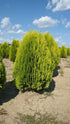 Tuia "Aurea Nana" 0.80 - 1.00 m / Thuja orientalis Aurea Nana / gradina-noastra