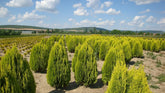 Tuia "Aurea Nana" 0.80 - 1.00 m / Thuja orientalis Aurea Nana / gradina-noastra