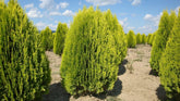 Tuia "Aurea Nana" 0.80 - 1.00 m / Thuja orientalis Aurea Nana / gradina-noastra
