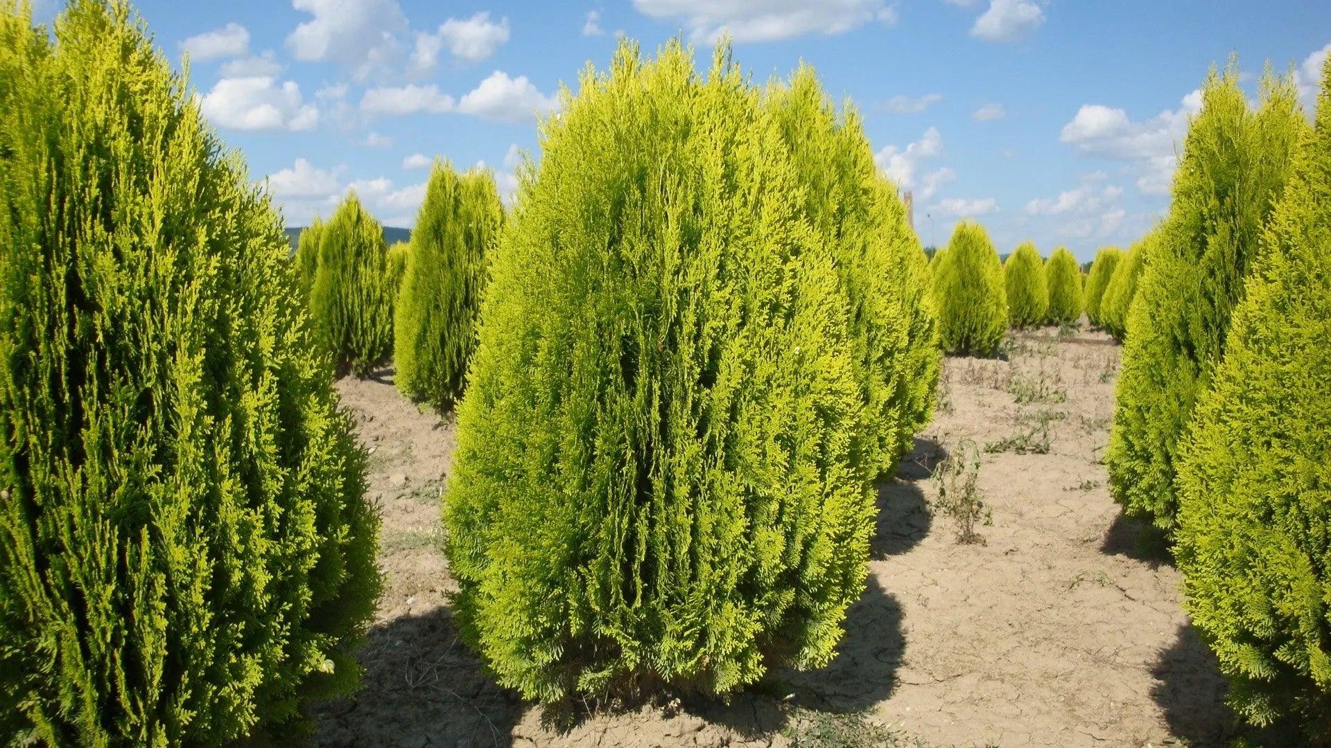 Tuia &quot;Aurea Nana&quot; 0.80 - 1.00 m / Thuja orientalis Aurea Nana / gradina-noastra