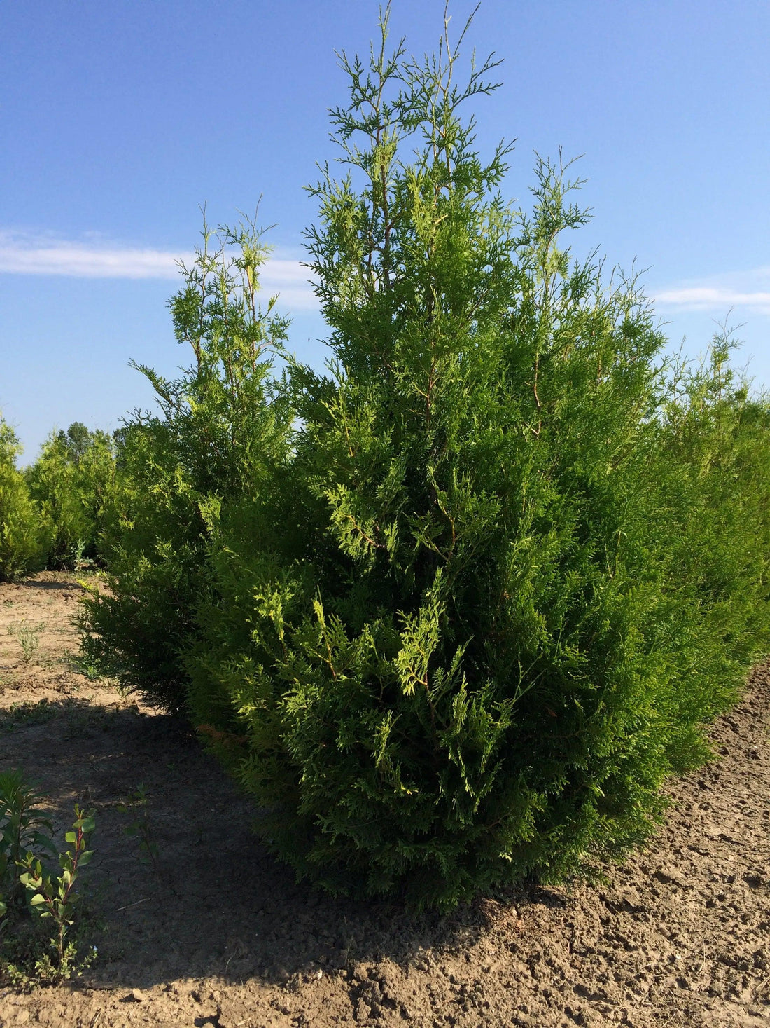 Tuia "Brabant" 1.40 - 1.60 m /Thuja occidentalis "Brabant" / gradina-noastra