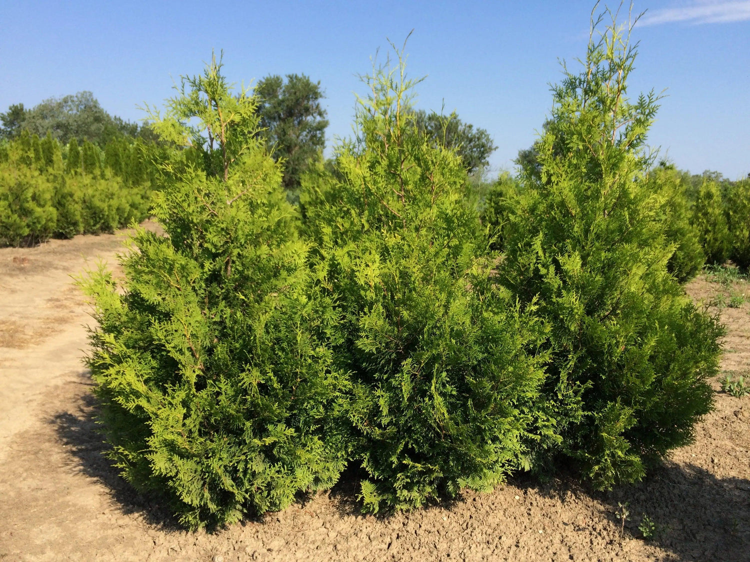 Tuia "Brabant"  1.40 - 1.60 m /Thuja occidentalis "Brabant" / gradina-noastra