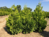 Tuia "Brabant"  1.40 - 1.60 m /Thuja occidentalis "Brabant" / gradina-noastra