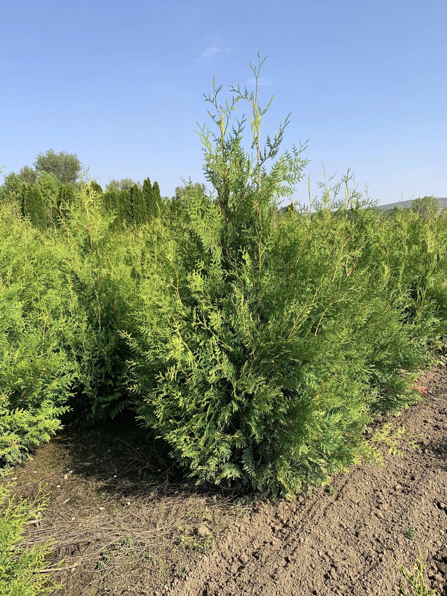 Tuia "Brabant"  1.40 - 1.60 m /Thuja occidentalis "Brabant" / gradina-noastra