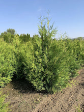 Tuia "Brabant"  1.40 - 1.60 m /Thuja occidentalis "Brabant" / gradina-noastra