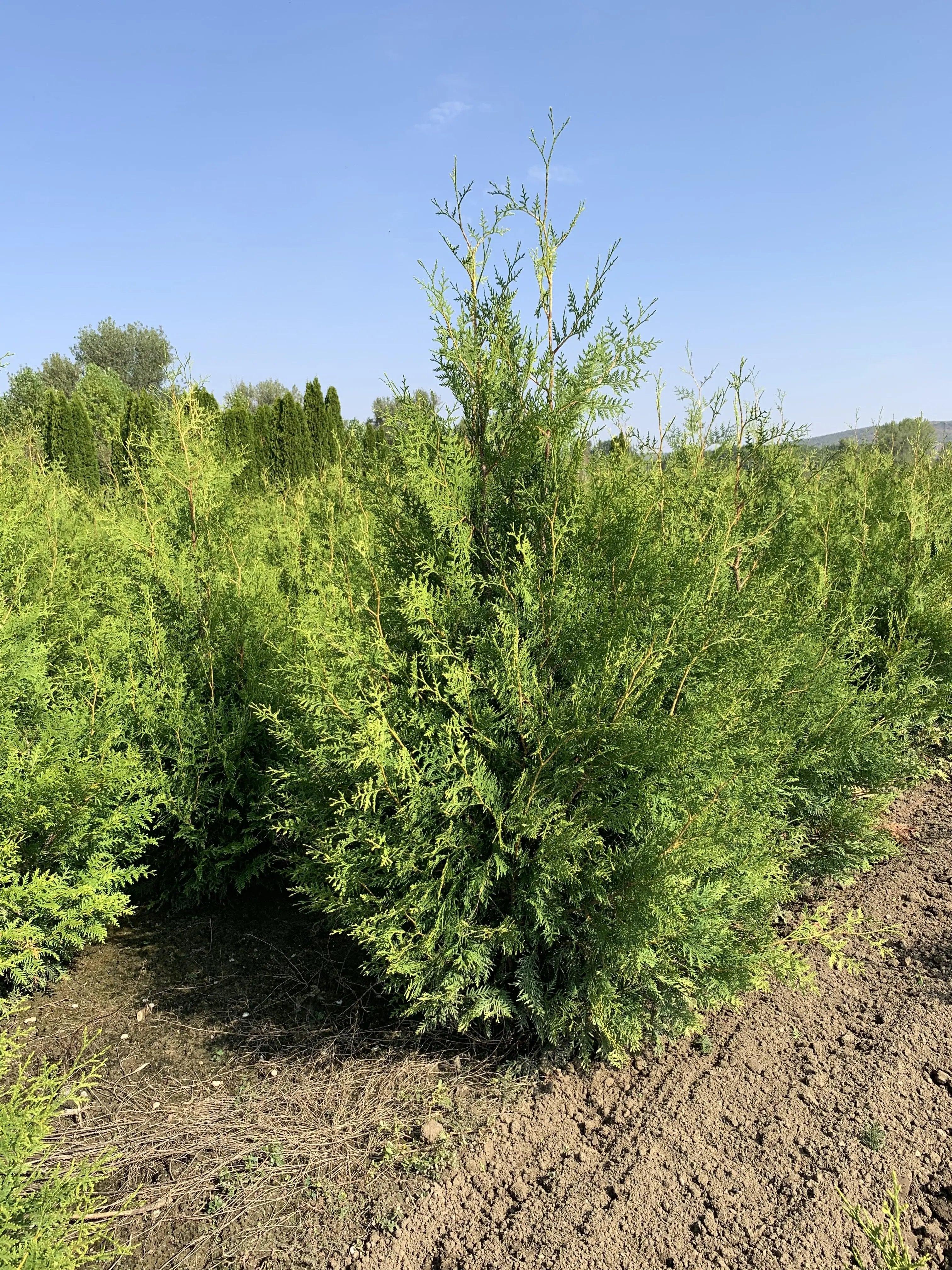 Tuia "Brabant" 1.40 - 1.60 m /Thuja occidentalis "Brabant" / gradina-noastra