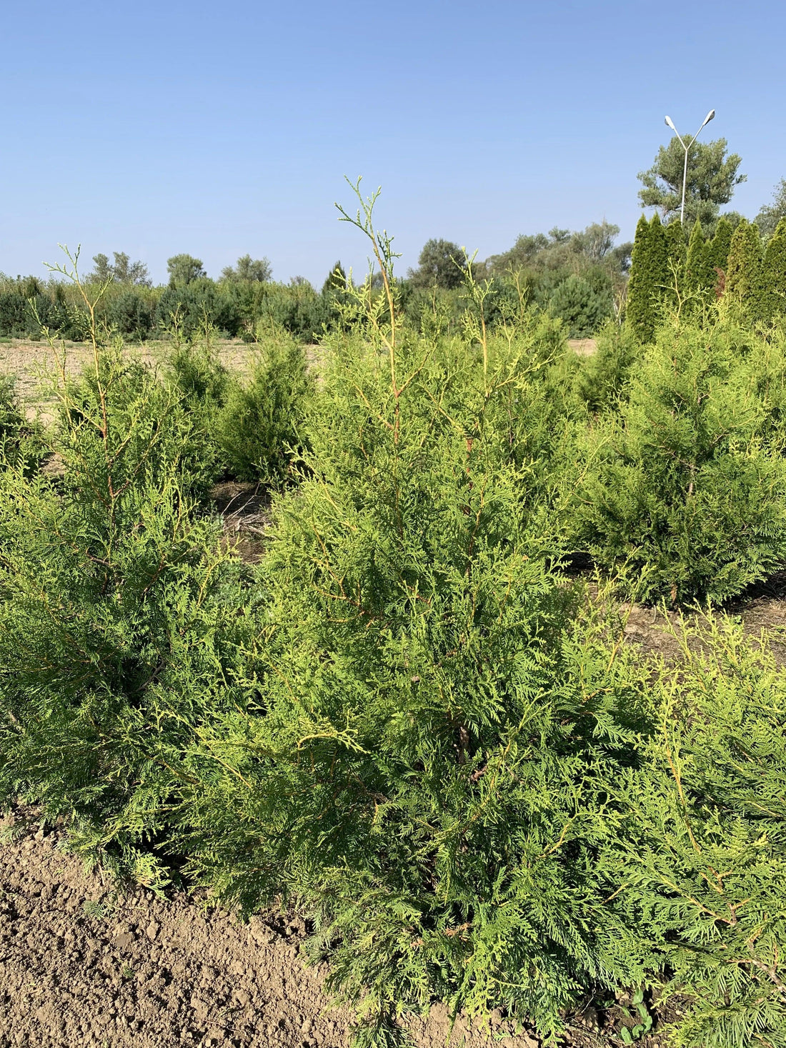 Tuia "Brabant" 1.20 - 1.40 m / Tuia occidentalis "Brabant" / gradina-noastra