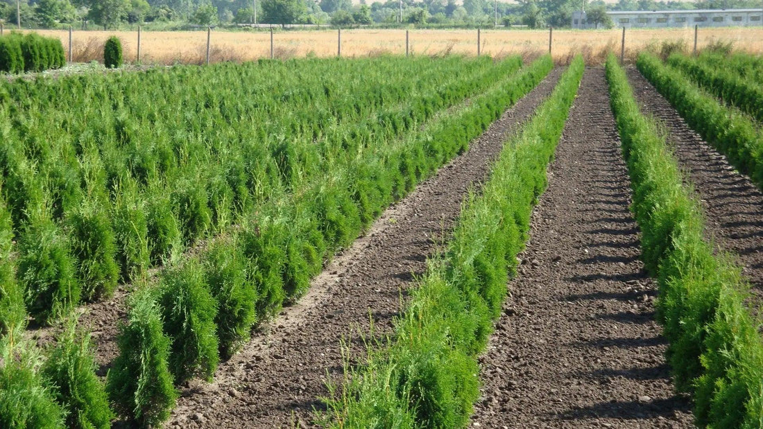 Tuia "Columna" 0.80 - 1.00 m / Thuja occidentalis "Columnaris" / gradina-noastra