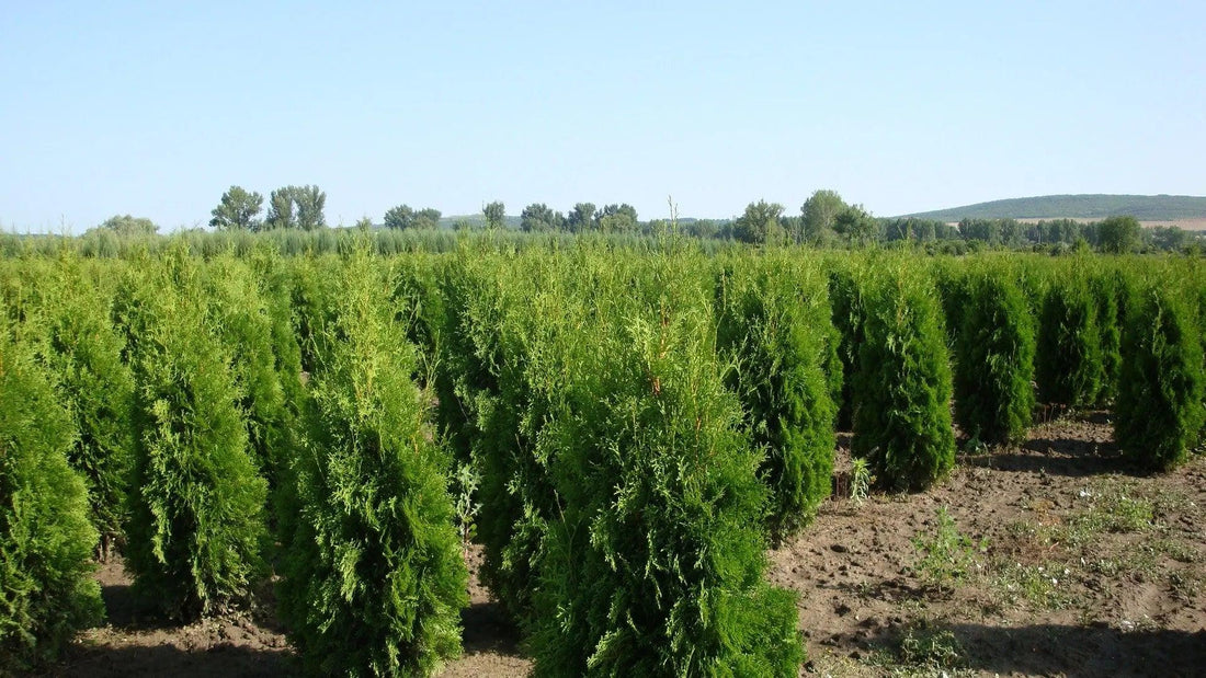 Tuia "Columna" 1.40 - 1.50 m / Thuja occidentalis "Columnaris" / gradina-noastra