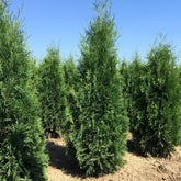 Tuia "Columna" 1.70 - 1.80 m / Thuja occidentalis "Columnaris" / gradina-noastra
