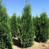 Tuia "Columna" 1.70 - 1.80 m / Thuja occidentalis "Columnaris" / gradina-noastra