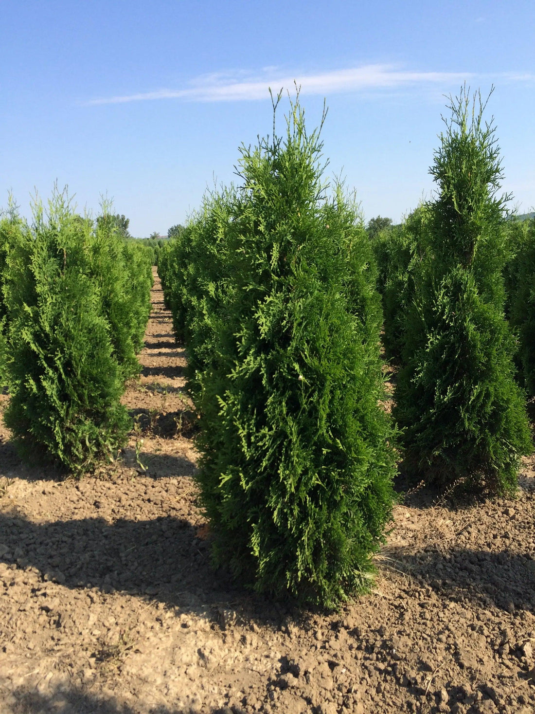 Tuia "Columna" 1.70 - 1.80 m / Thuja occidentalis "Columnaris" / gradina-noastra